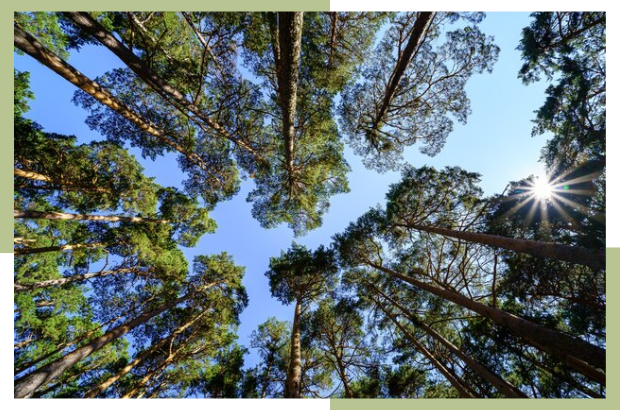 Leading Through Growth